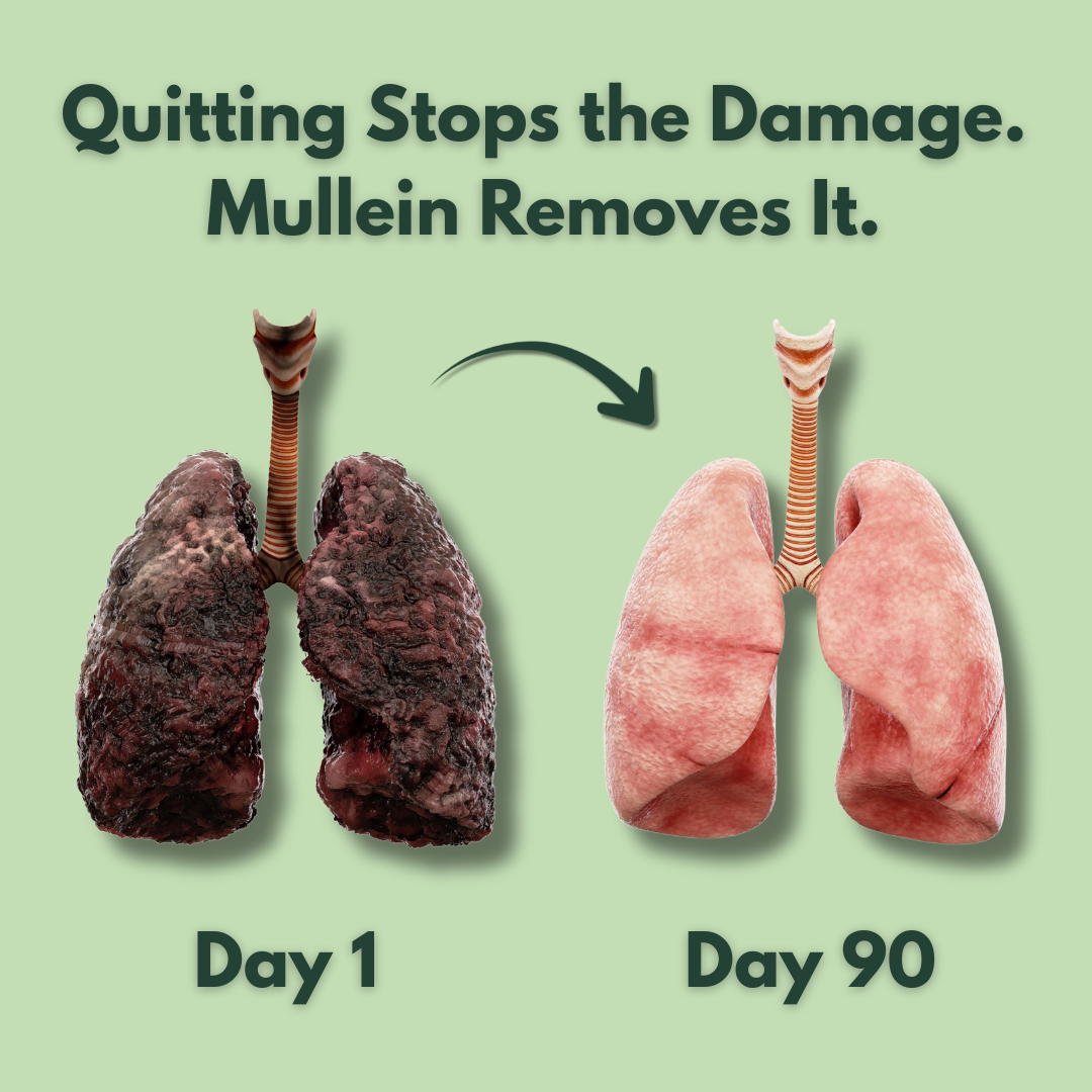 Oryan Mullein Gummies